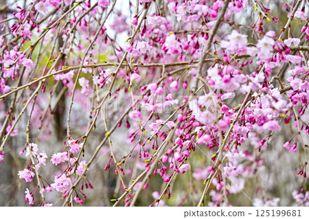 Weeping cherry blossoms blooming in Nishio City Historical Park Weeping cherry blossoms blooming in Nishio City Historical Park 125199681