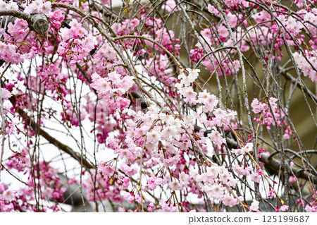 Weeping cherry blossoms blooming in Nishio City Historical Park Weeping cherry blossoms blooming in Nishio City Historical Park 125199687