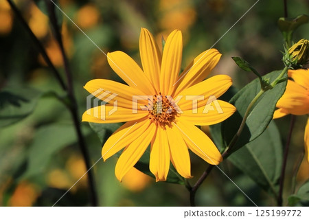 Flower of Jerusalem artichoke 125199772