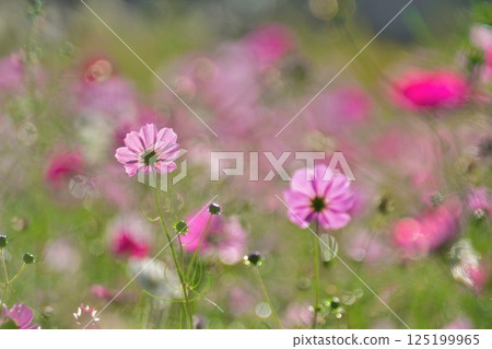 Kamisugata公園(新潟縣)的宇宙 Kamisugata公園(新潟縣)的宇宙 125199965