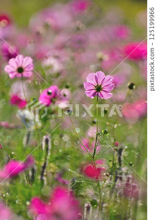 Kamisugata公園（新潟縣）的宇宙 125199966