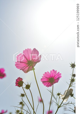 Kamisugata公園(新潟縣)的宇宙 Kamisugata公園(新潟縣)的宇宙 125199969