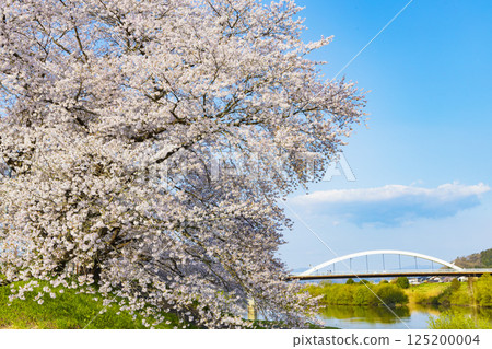 Miyagi Prefecture, Ogawara Town, Hitome Senbonzakura 125200004