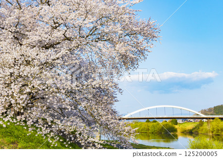 Miyagi Prefecture, Ogawara Town, Hitome Senbonzakura 125200005
