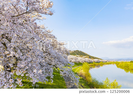 Miyagi Prefecture, Ogawara Town, Hitome Senbonzakura 125200006