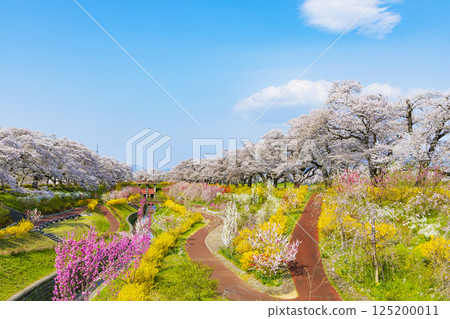 Miyagi Prefecture, Ogawara Town, Hitome Senbonzakura 125200011