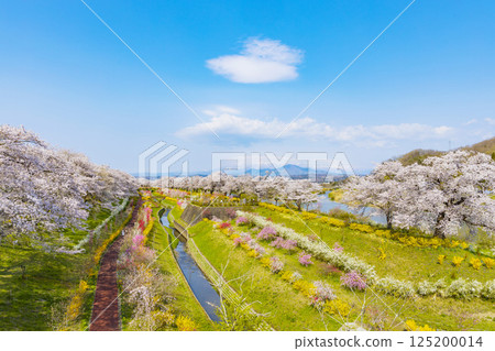 Miyagi Prefecture, Ogawara Town, Hitome Senbonzakura 125200014