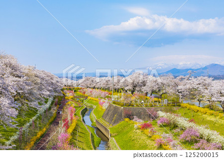 Miyagi Prefecture, Ogawara Town, Hitome Senbonzakura 125200015