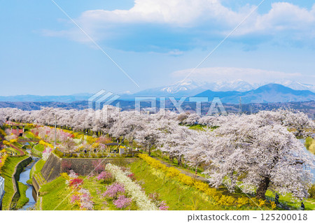 Miyagi Prefecture, Ogawara Town, Hitome Senbonzakura 125200018