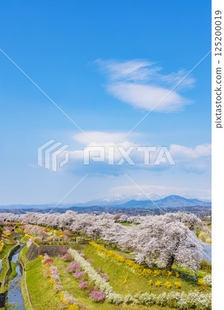 Miyagi Prefecture, Ogawara Town, Hitome Senbonzakura Miyagi Prefecture, Ogawara Town, Hitome Senbonzakura 125200019