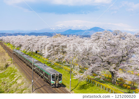 宮城縣 大河原町 瞳千本櫻 125200020