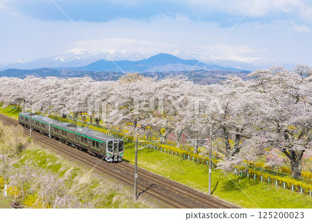 宮城縣 大河原町 瞳千本櫻 125200023