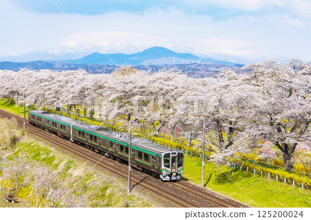 Miyagi Prefecture, Ogawara Town, Hitome Senbonzakura Miyagi Prefecture, Ogawara Town, Hitome Senbonzakura 125200024