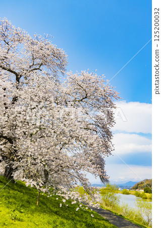 Miyagi Prefecture, Ogawara Town, Hitome Senbonzakura Miyagi Prefecture, Ogawara Town, Hitome Senbonzakura 125200032