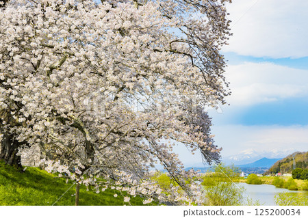 宮城縣 大河原町 瞳千本櫻 125200034
