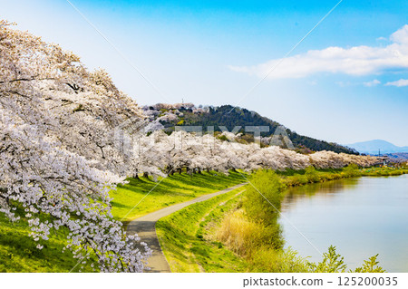 Miyagi Prefecture, Ogawara Town, Hitome Senbonzakura 125200035