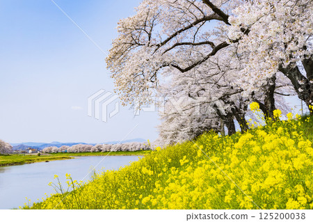 宮城縣 大河原町 瞳千本櫻 125200038