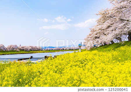 Miyagi Prefecture, Ogawara Town, Hitome Senbonzakura Miyagi Prefecture, Ogawara Town, Hitome Senbonzakura 125200041