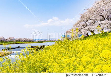 宮城縣 大河原町 瞳千本櫻 125200042