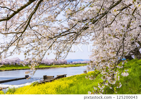 宮城縣 大河原町 瞳千本櫻 125200043