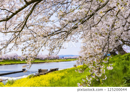 宮城縣 大河原町 瞳千本櫻 125200044