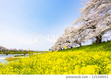 Miyagi Prefecture, Ogawara Town, Hitome Senbonzakura 125200051