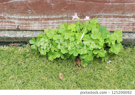 Weeds growing on artificial turf. How to care for an artificial turf garden. Weeds growing between the artificial turf and the block wall. 125200092