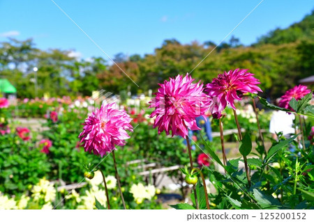 Beautiful dahlias at Kawanishi Dahlia Garden (Yamagata Prefecture) 125200152