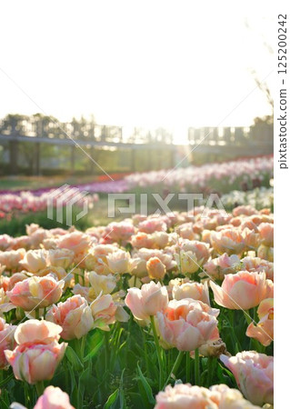 Tulips at Niigata Furusato Village (Niigata Prefecture) 125200242