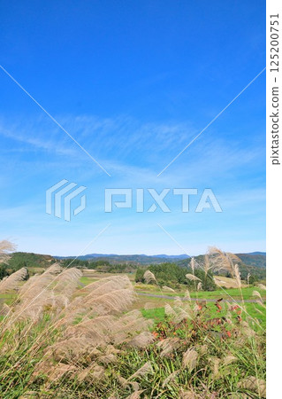 上原高原大波斯菊花園景觀（新潟縣） 125200751