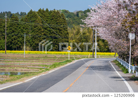 Satsumori Sakura Highway: Rows of cherry trees and rapeseed fields Satsumori Sakura Highway: Rows of cherry trees and rapeseed fields 125200906