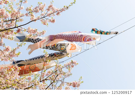 公園裡的鯉魚旗和櫻花 125200917