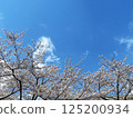 Blue sky, white clouds and cherry blossoms 125200934