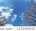 Sakura that shines in the blue sky 125200935