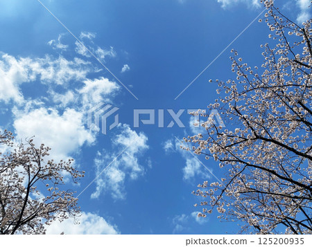 Sakura that shines in the blue sky Sakura that shines in the blue sky 125200935