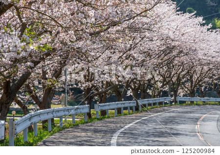 Satsumori Sakura Highway - Cherry Blossom Road 125200984