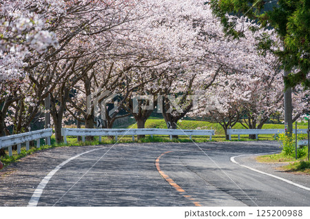 薩森櫻花大道 - 櫻花路 125200988