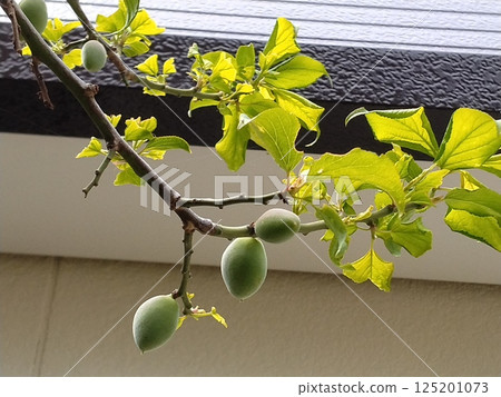 Plum seed ome Plum seed ome 125201073