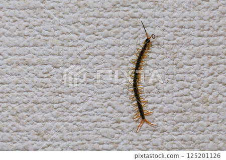 Centipede appears! Centipede appears! 125201126