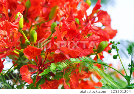 Flam boyant, The Flame tree or Royal poinciana or Delonix regia Hook Raf or FABACEAE or LEGUMINOSAE or CAESALPINIOIDEAE or CAESALPINIACEAE flower 125201204