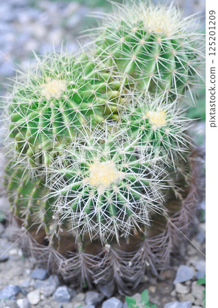 Golden barrel cactus or cactus plant or succulent Golden barrel cactus or cactus plant or succulent 125201209