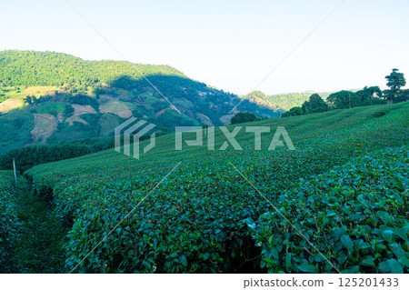 tea plantation and green tea plantation 125201433