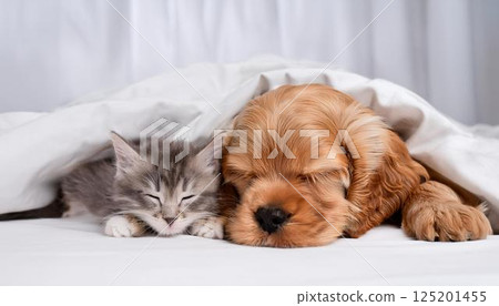 美國可卡犬小狗和貓一起睡覺 125201455