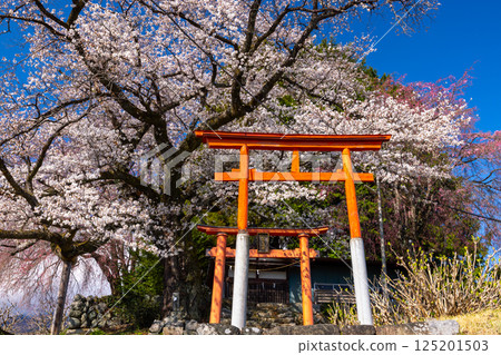 Kamimiyaji, Minami-Alps City, Yamanashi Prefecture: The torii gate and cherry blossoms in full bloom at Misaki Shrine, a cherry blossom shrine built on a hill overlooking the Kofu Basin 125201503