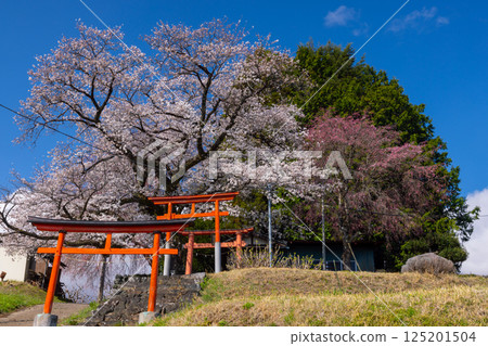 Kamimiyaji, Minami-Alps City, Yamanashi Prefecture: The torii gate and cherry blossoms in full bloom at Misaki Shrine, a cherry blossom shrine built on a hill overlooking the Kofu Basin 125201504