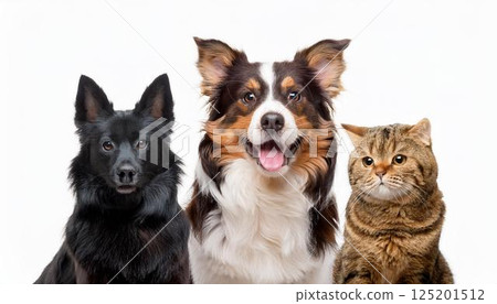 狗和貓的肖像 125201512