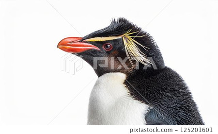 Rockhopper penguin portrait Rockhopper penguin portrait 125201601