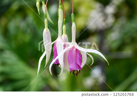 倒掛金鐘“Deltas Lien” 125201768