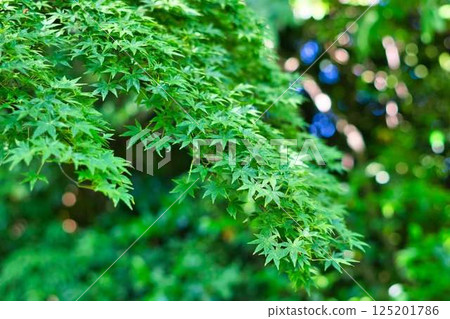 Green leaves Kitano Tenmangu Shrine 125201786