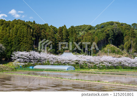 Spring scenery of Satsumori - Satsumori Sakura Highway Spring scenery of Satsumori - Satsumori Sakura Highway 125201801